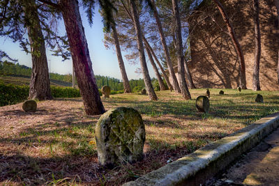 View of trees on field