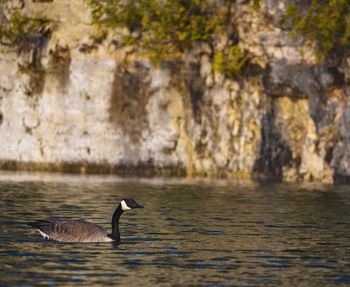 Duck swimming in lake