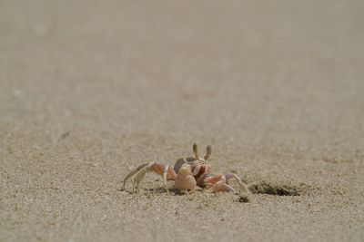 Close-up of crab on sand at beach