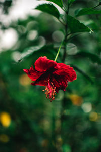 Close-up of red hibiscus flower