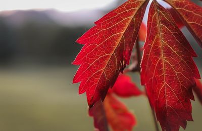 Close-up of red maple leaf against sky