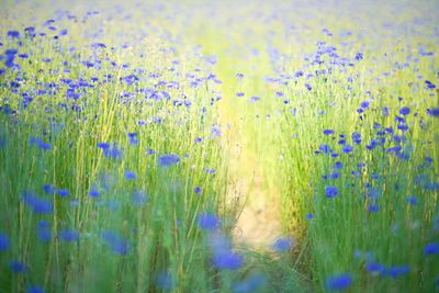 View of flowers growing in field