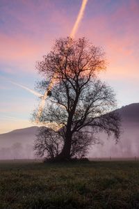 Bare tree on field against sky during sunset