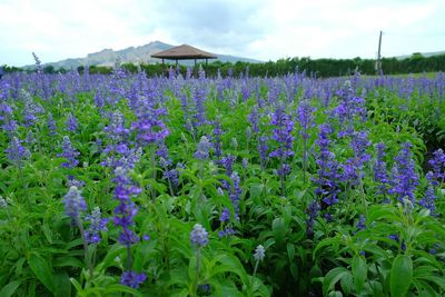 Close-up of purple flowers growing in field