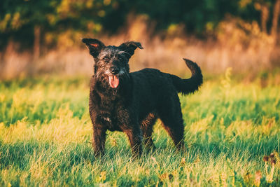 View of dog running on field