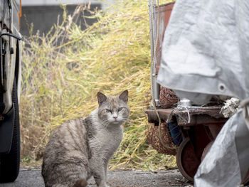 Portrait of cat sitting outdoors