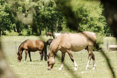 Horses grazing in field