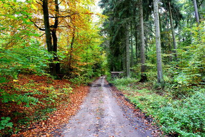 Road amidst trees in forest during autumn