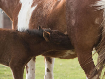 Mare feeding foal