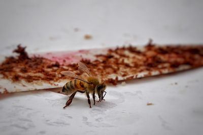 Close-up of insect on table