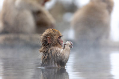 Japanese macaque in hot spring