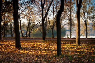 Scenic view of forest