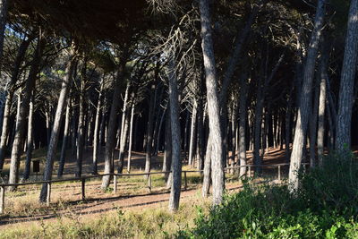 View of trees in forest