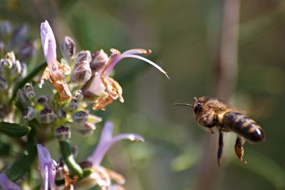 Close-up of insect on flower
