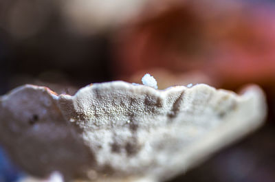 Close-up of object