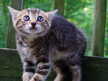 Close-up portrait of a cat