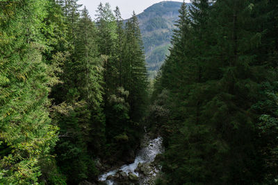 Scenic view of forest