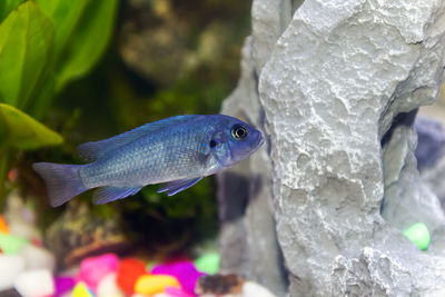 Close-up of fish swimming in sea