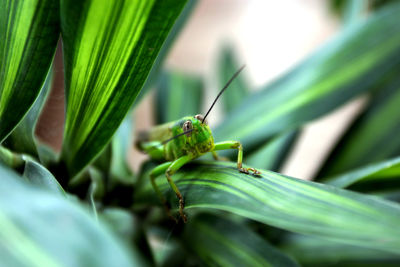 Close-up of insect on leaf