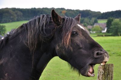 Horse in ranch