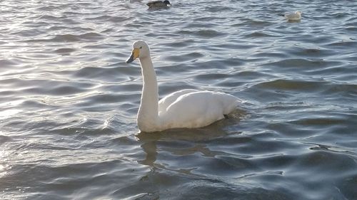 Swan swimming in lake