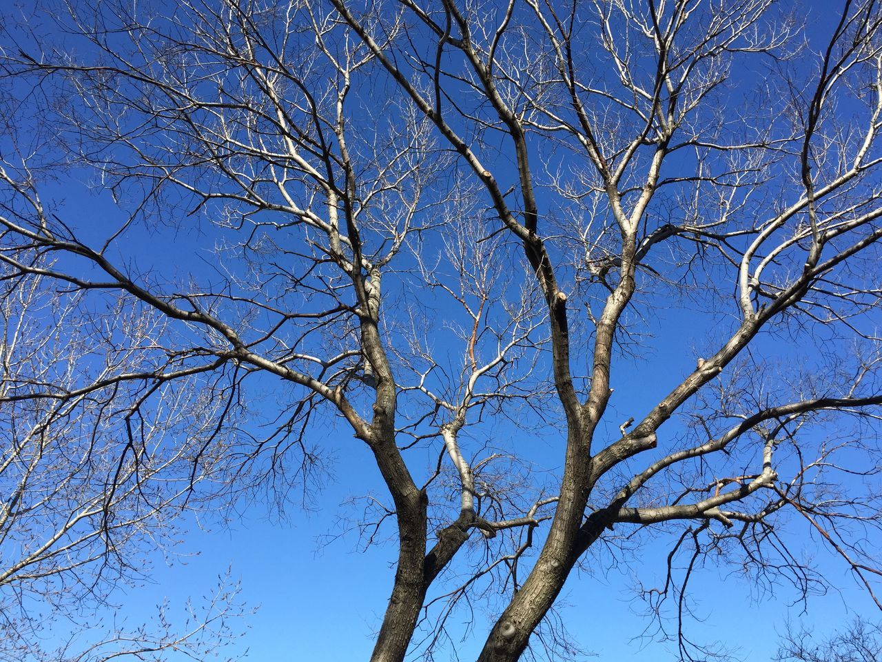 branch, low angle view, bare tree, tree, blue, sky, nature, clear sky, tranquility, beauty in nature, growth, tree trunk, day, outdoors, no people, scenics, sunlight, backgrounds, tranquil scene, twig
