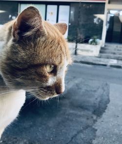 Close-up of a cat looking away