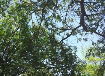 Low angle view of trees against sky