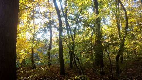 Low angle view of trees in forest