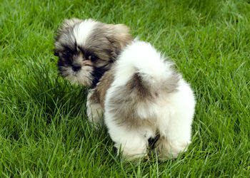 Close-up of puppy on grass