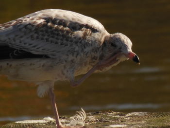 Side view of seagull perching on rock by lake