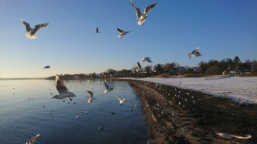 Seagulls flying over lake against sky