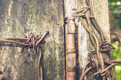 Close-up of wooden fence in forest