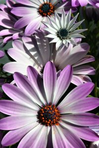 Close-up of purple flowers