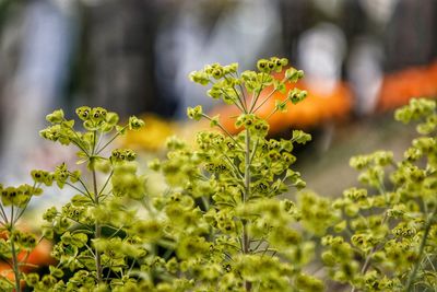 Close-up of yellow flowering plant