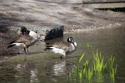 Birds in a lake