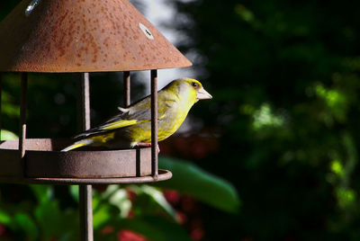 Close-up of bird perching on birdhouse