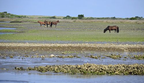 Horses in the lake