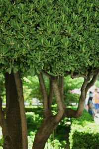 Close-up of tree