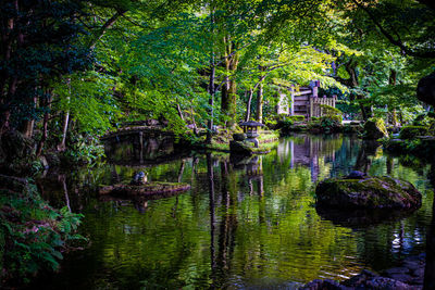 Scenic view of lake amidst trees in forest