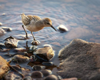 Ducks on rock in sea