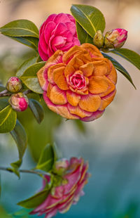 Close-up of pink rose