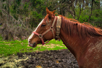 Horse standing on field