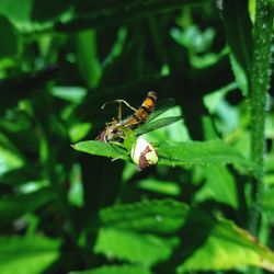 Close-up of insect on plant