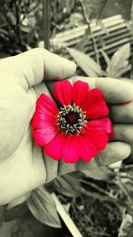 Close-up of hand holding red flower