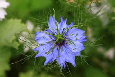 Close-up of purple flower blooming outdoors