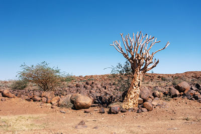 Dead tree on field against clear sky