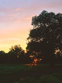 Silhouette trees on grassy field against sky at sunset