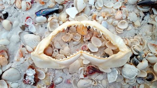 Close-up of seashells