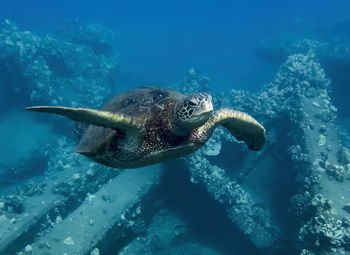 Fish swimming in sea